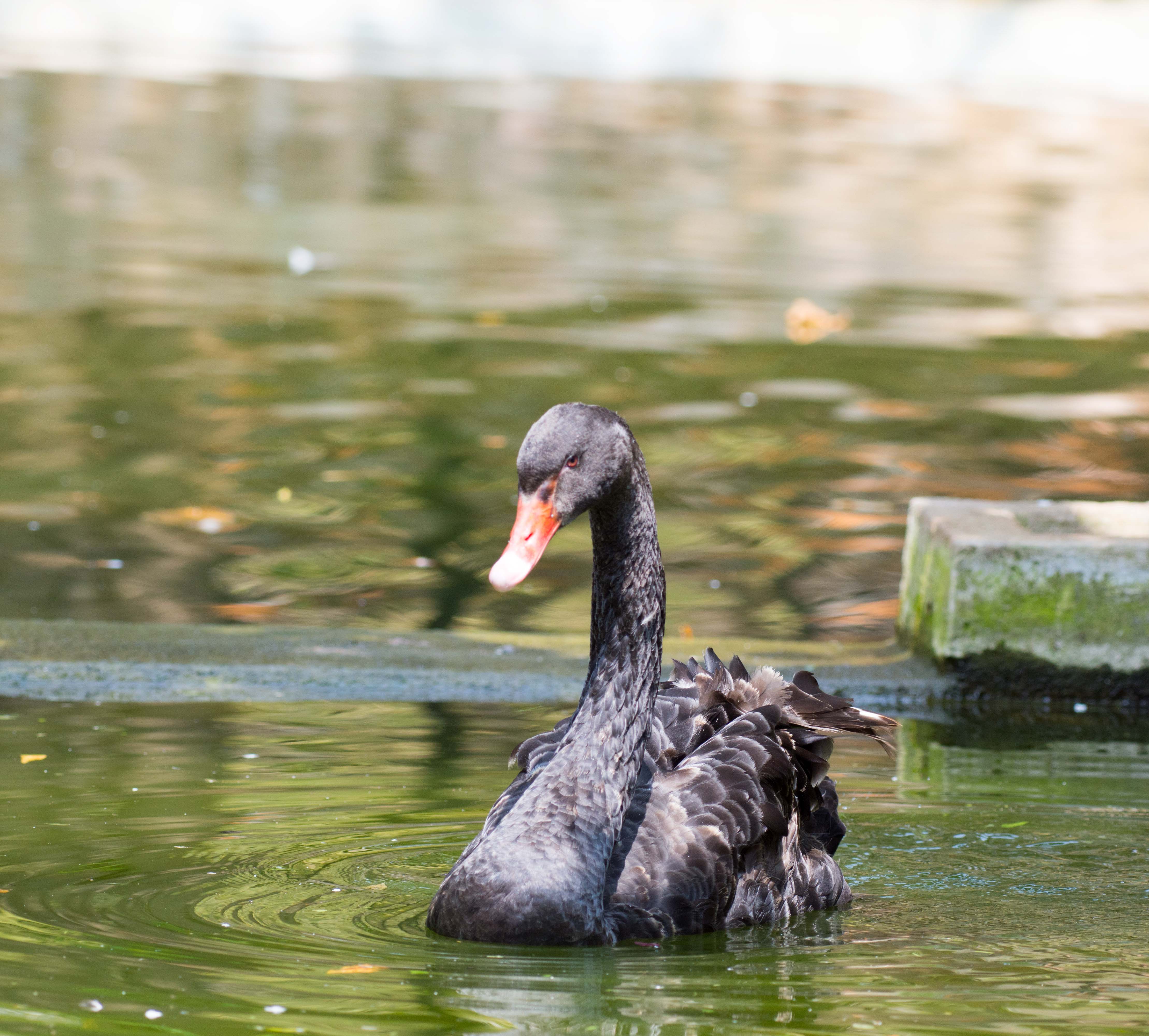 Black Swan